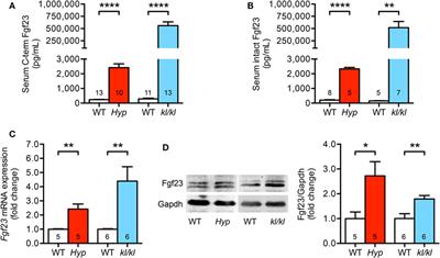 Impact of Altered Mineral Metabolism on Pathological Cardiac Remodeling in Elevated Fibroblast Growth Factor 23